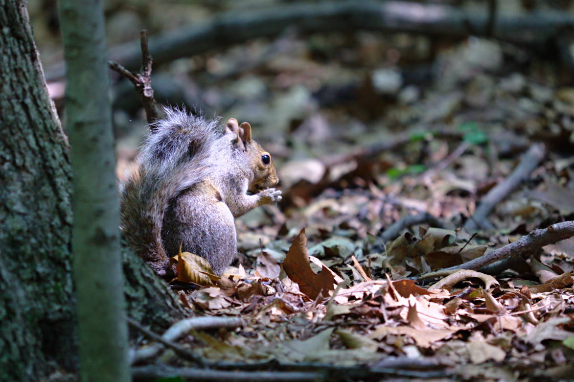 Eastern Grey Squirrel