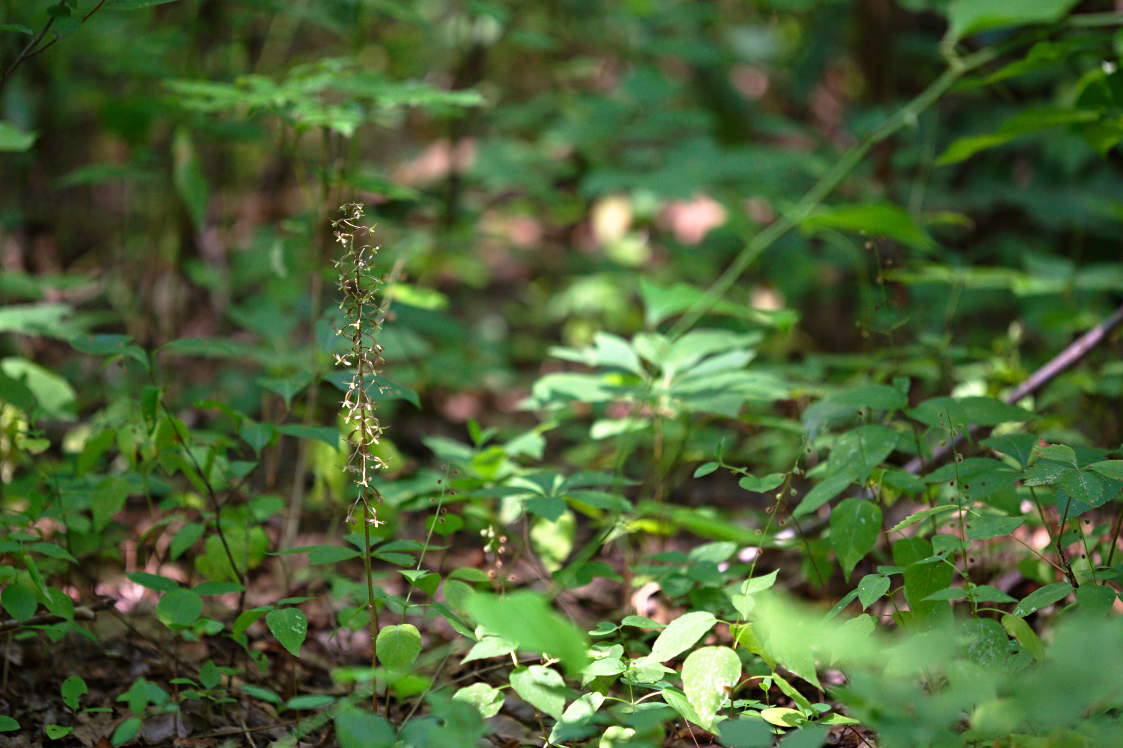 Cranefly Orchis