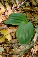 Pink Lady's Slipper