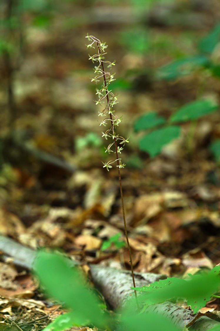 Cranefly Orchis