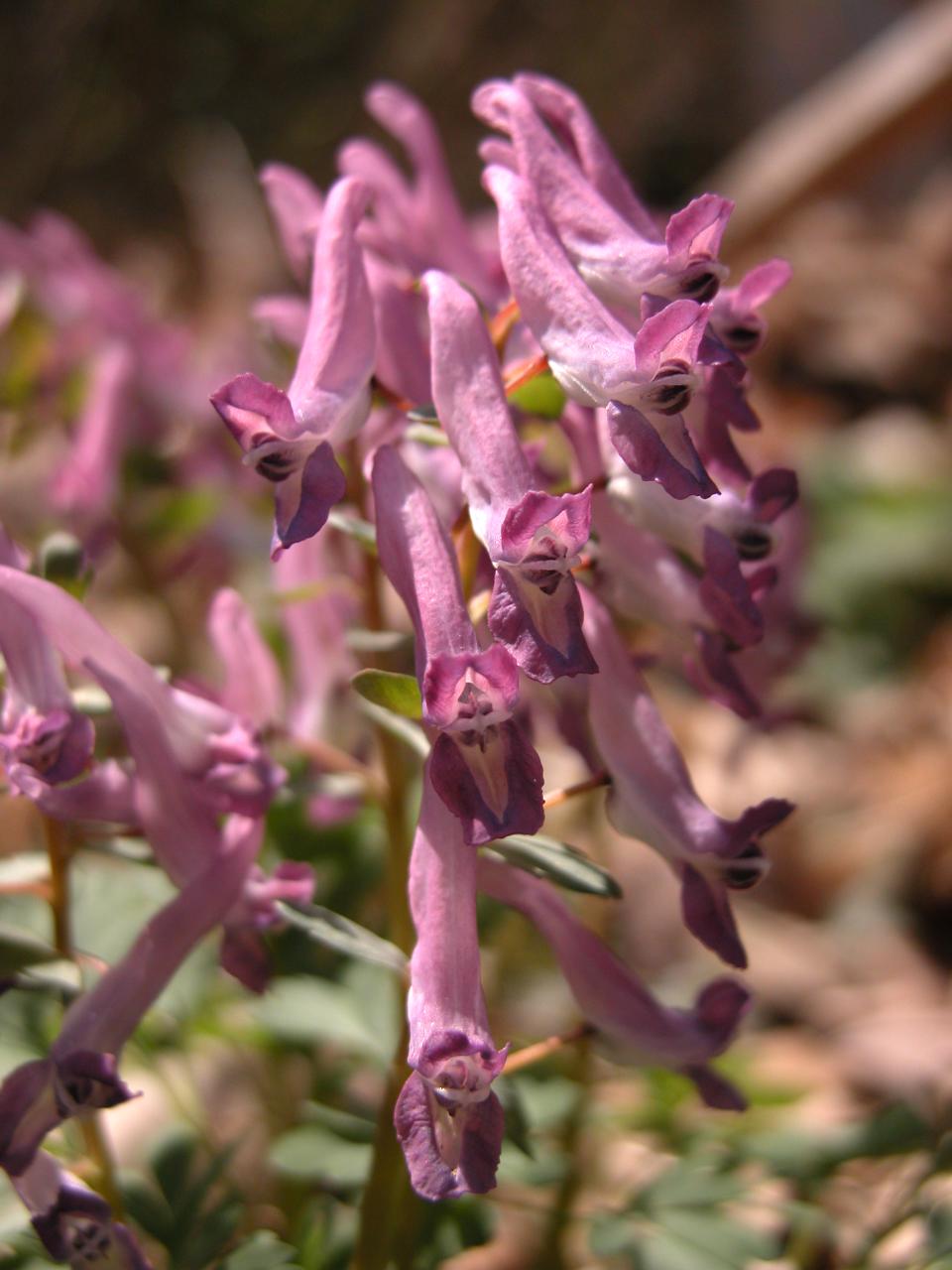 Spring Fumewort