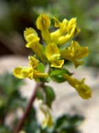 Short-Spurred Corydalis