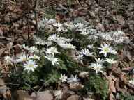 Carolina anemone