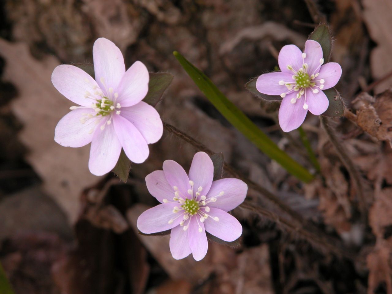 Hepatica