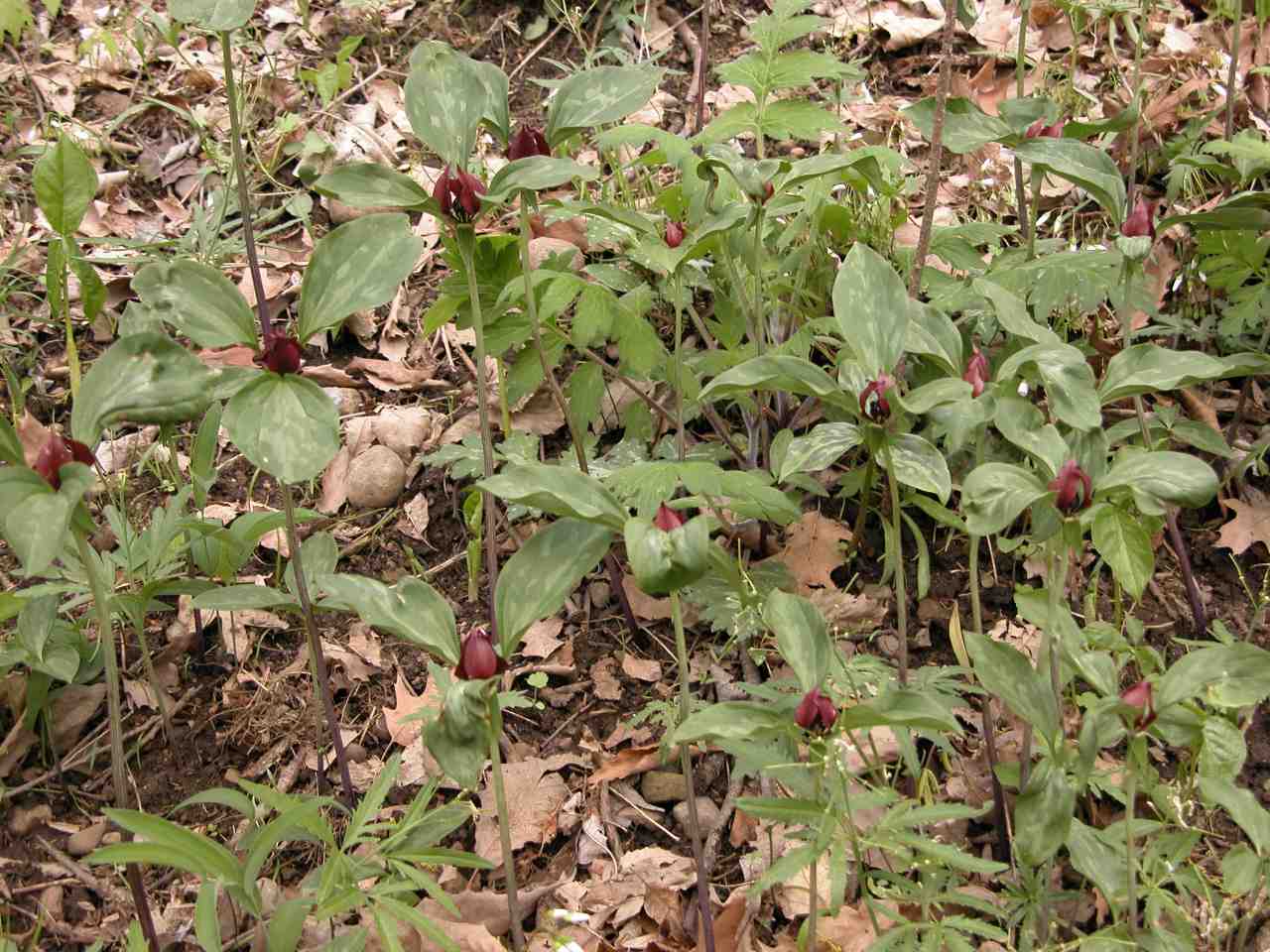 Prarie trillium