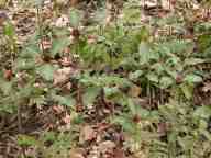 Prarie trillium