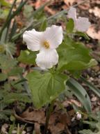 Large-flowered trillium