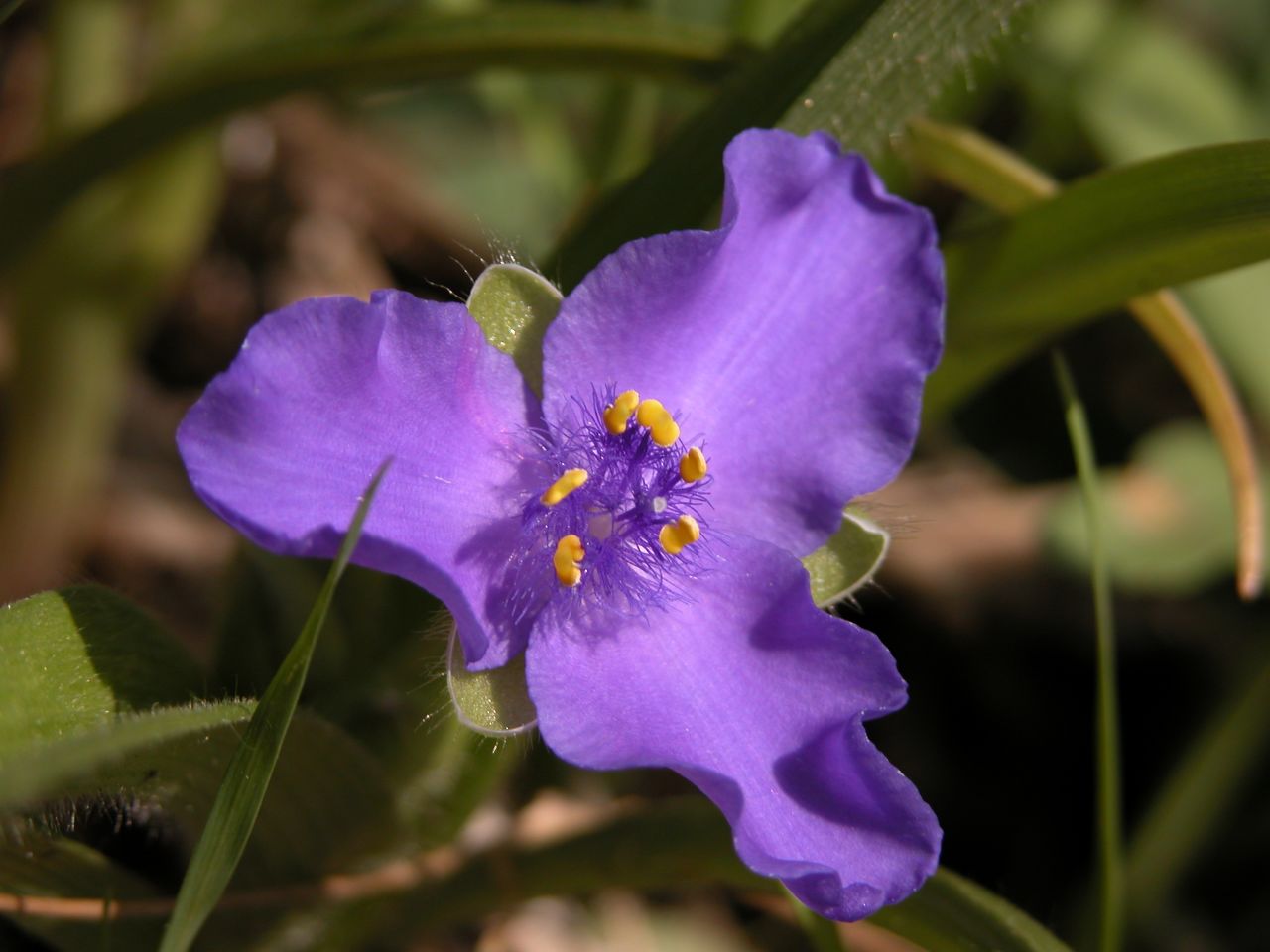 Virginia spiderwort