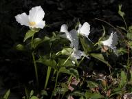 Large-flowered trillium