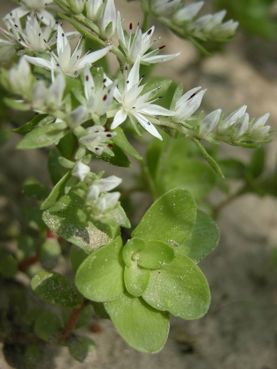 Wild Stonecrop