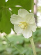 Mayapple