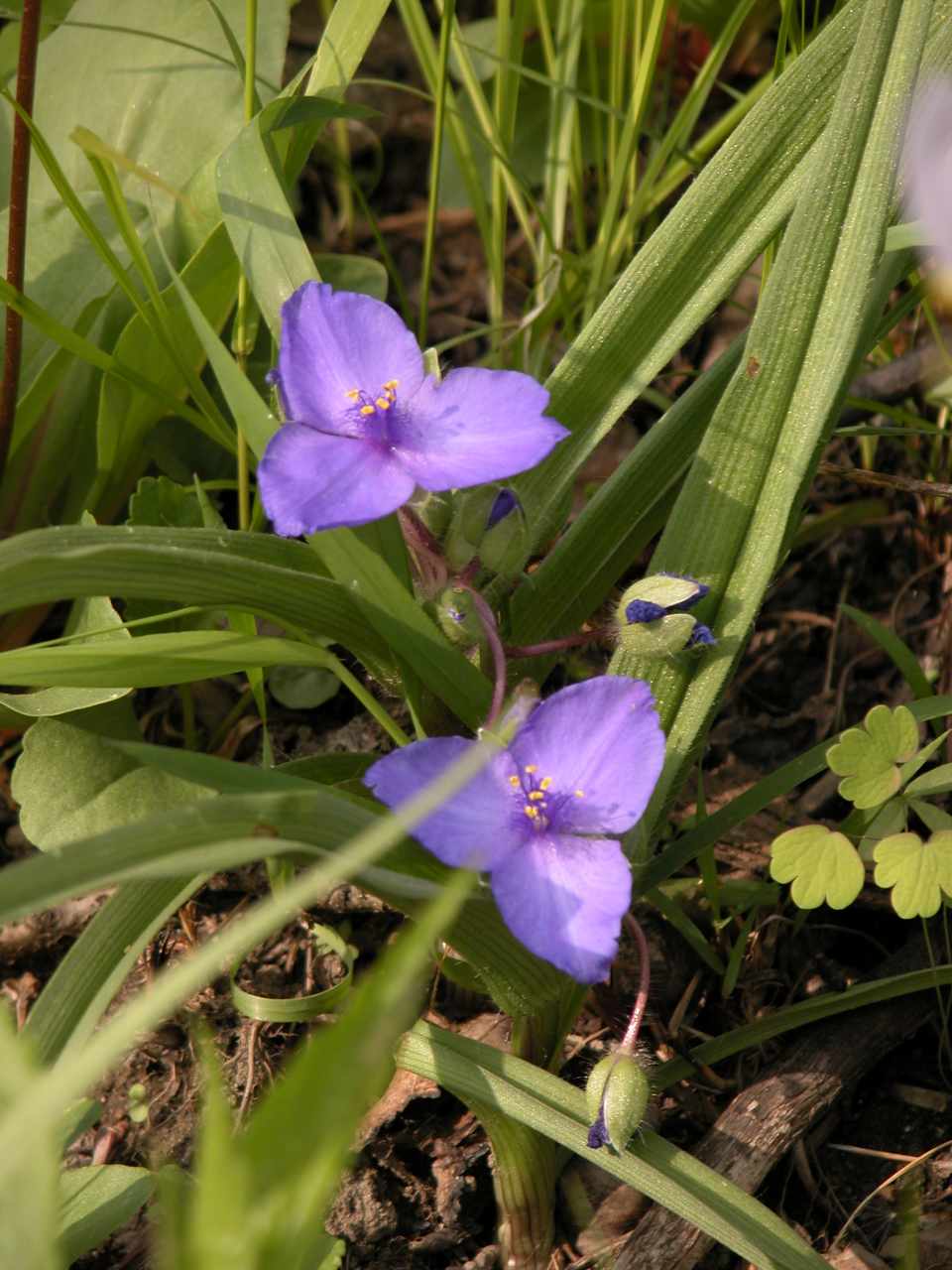 Glaucous spiderwort