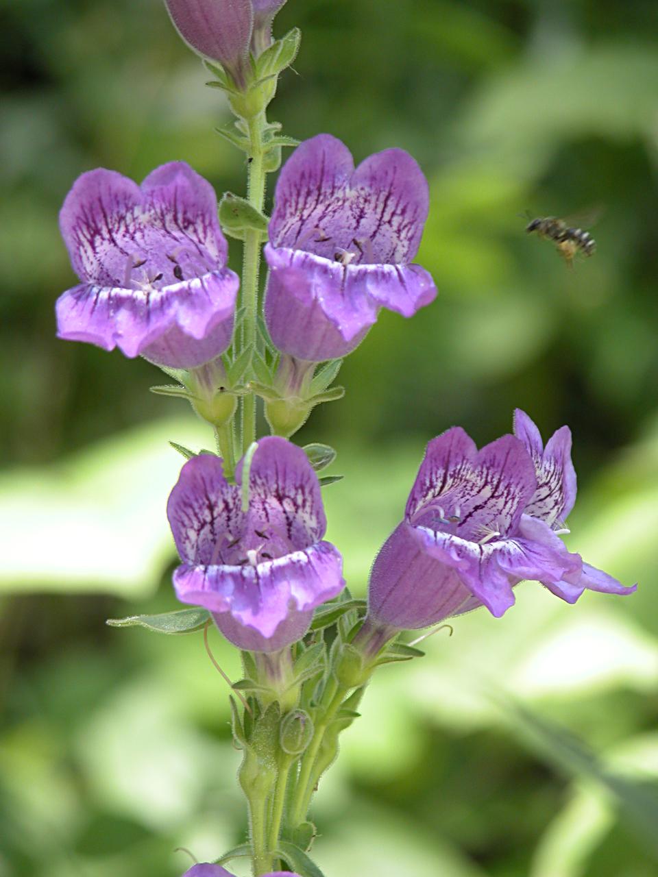 Large-flowered Beardtongue