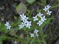 Long-leaved Bluets