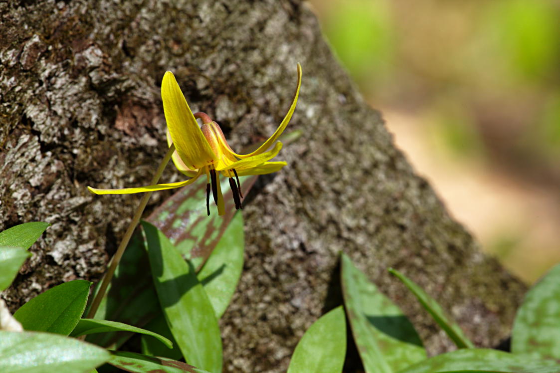 Yellow Trout Lily