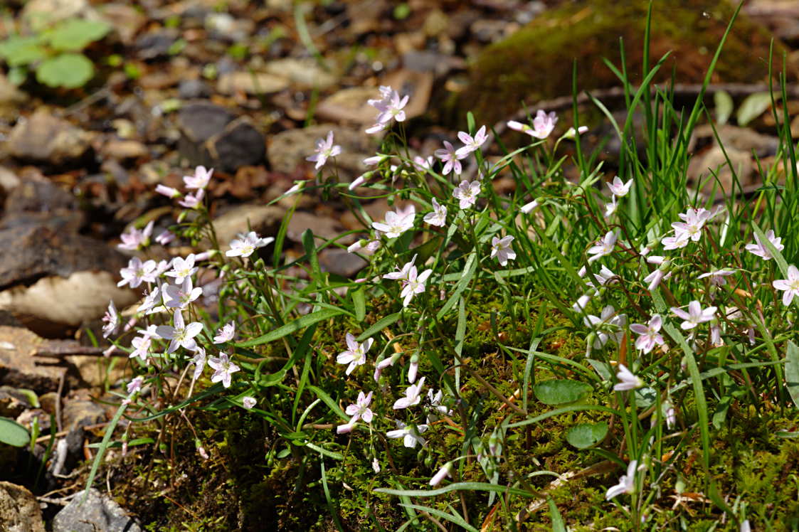 Spring Beauty