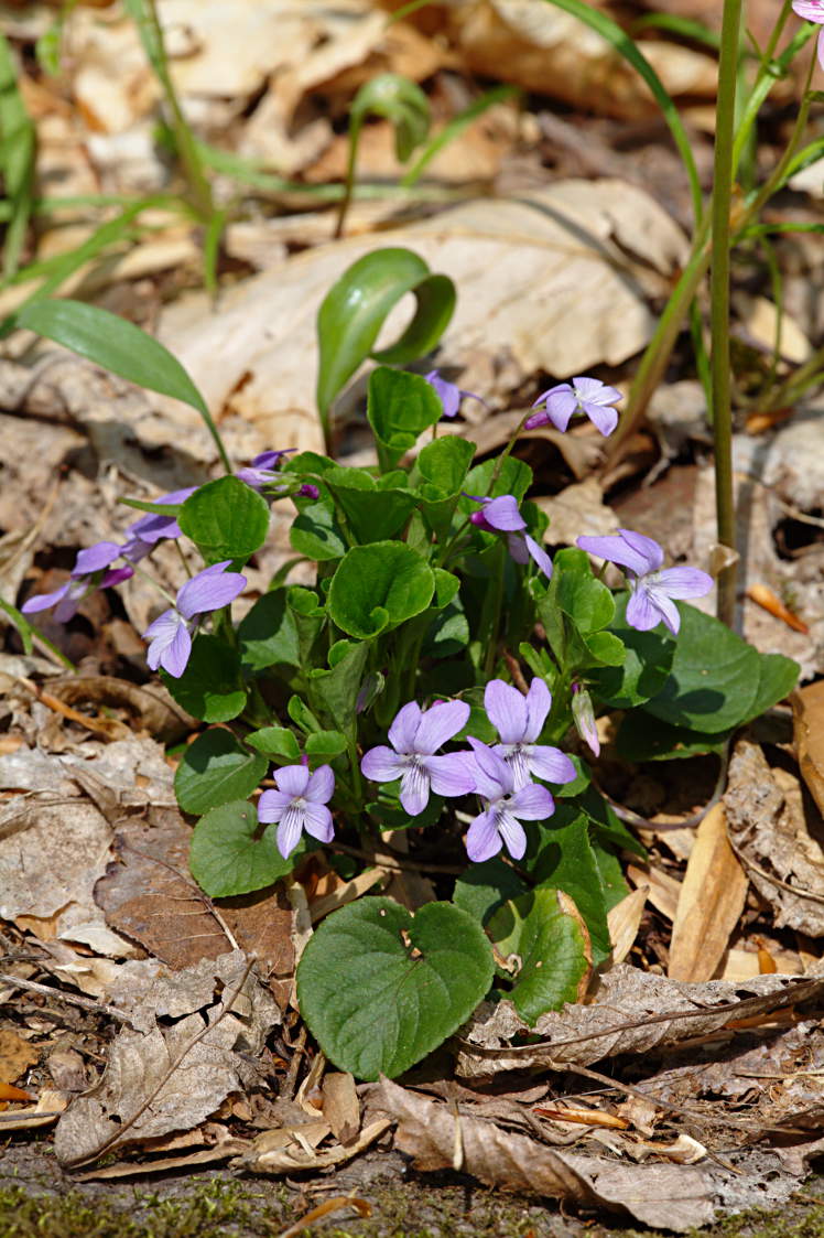 American Dog Violet