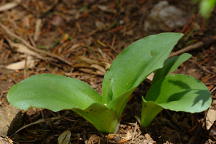 Showy Orchis