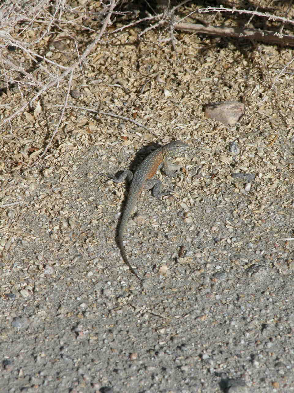 Common Side-Blotched Lizard