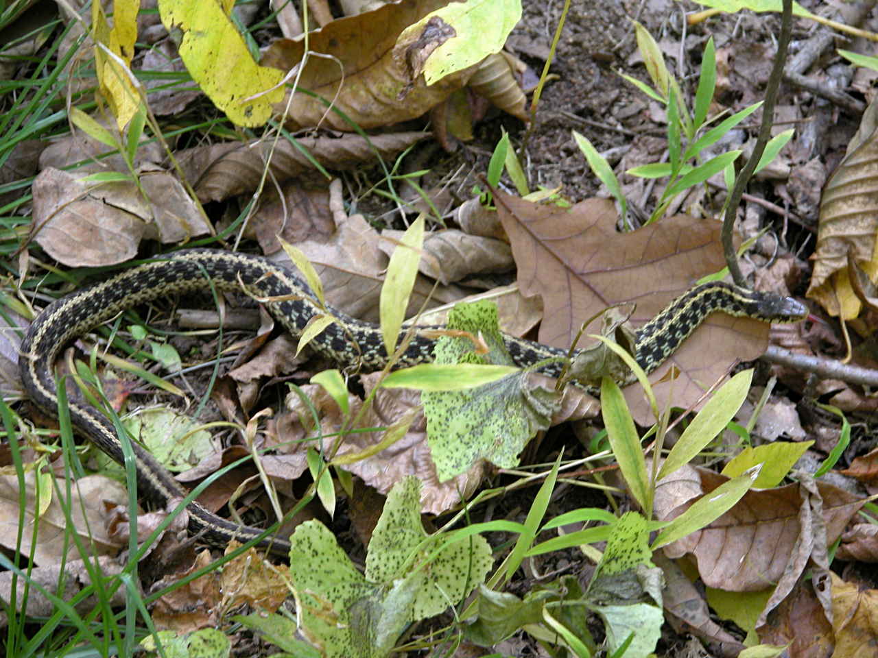 Eastern Garter Snake