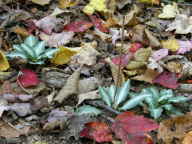 Downy Rattlesnake Plantain