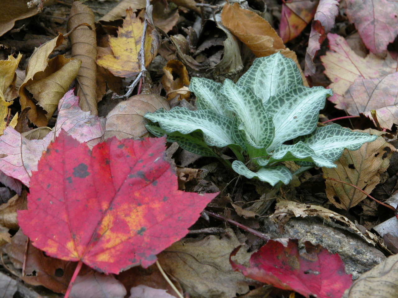 Downy Rattlesnake Plantain