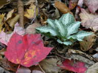 Downy Rattlesnake Plantain