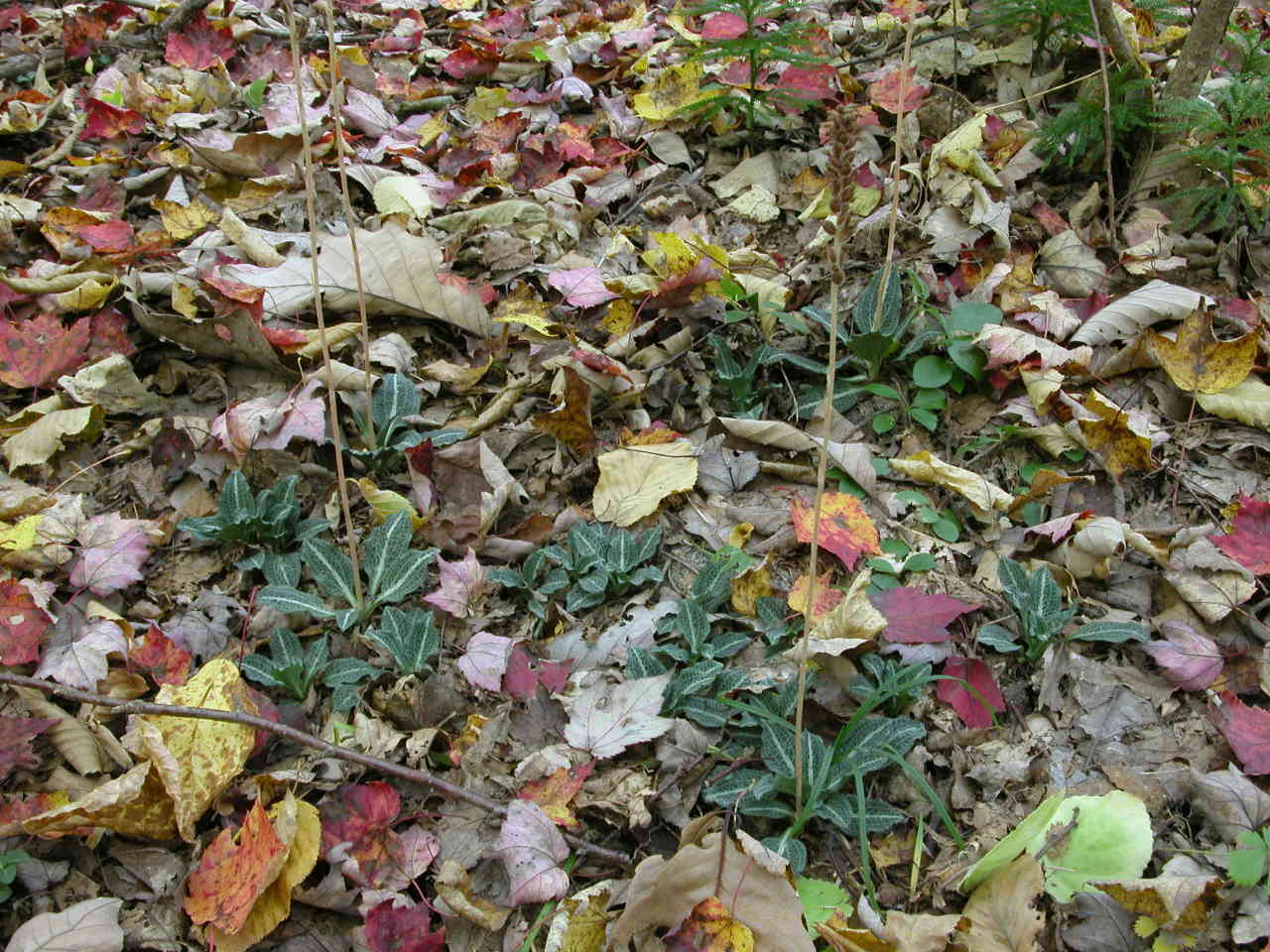 Downy Rattlesnake Plantain