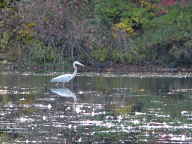 Great Blue Heron