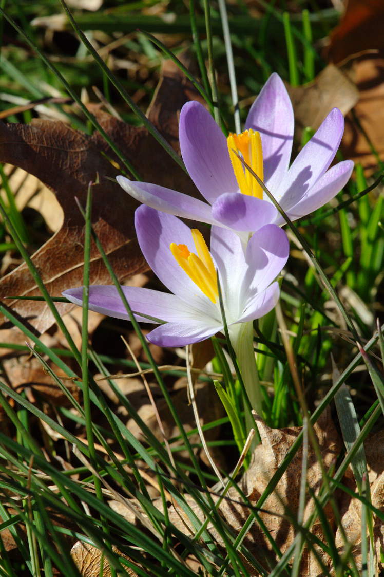 Crocus tommasinianus