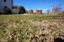 Crocus tommasinianus