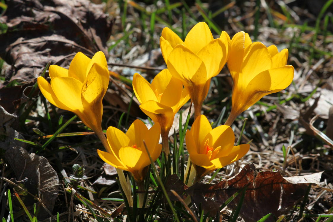 Crocus flavus 'Yellow Mammoth'