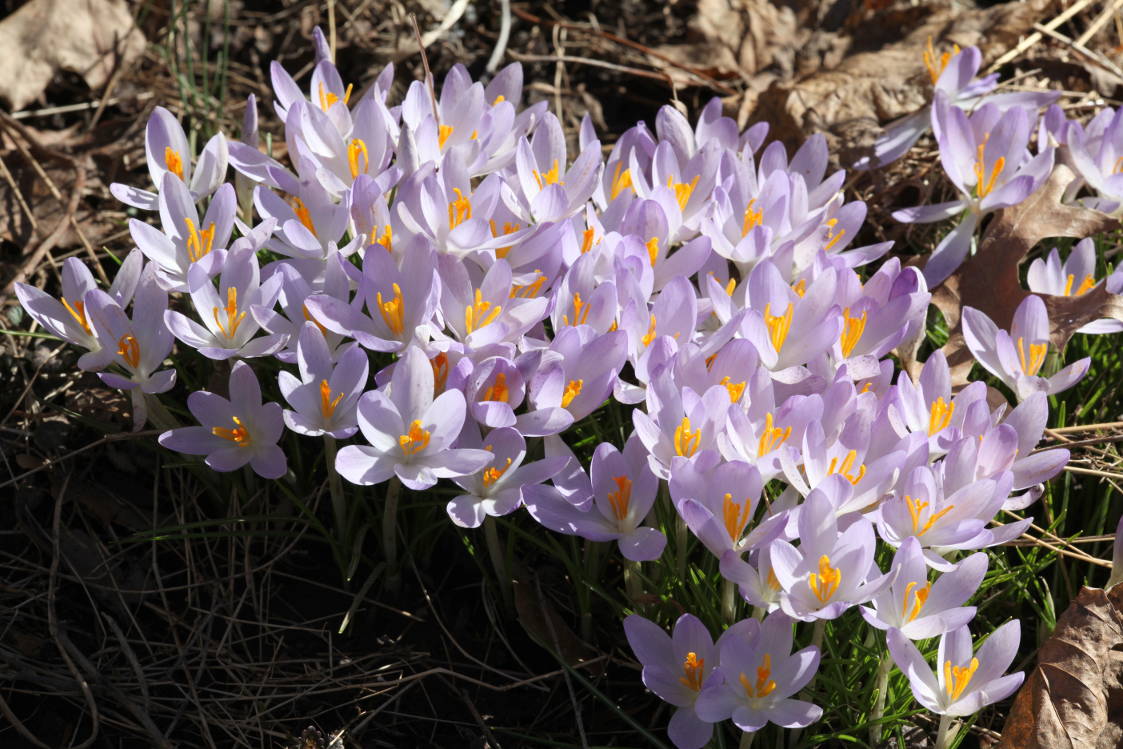 Crocus tommasinianus