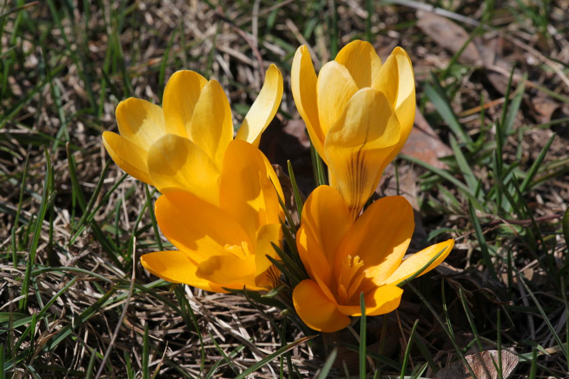 Crocuses chrysanthus 'Goldilocks'