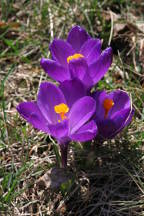 Crocuses vernus 'Flower Record'