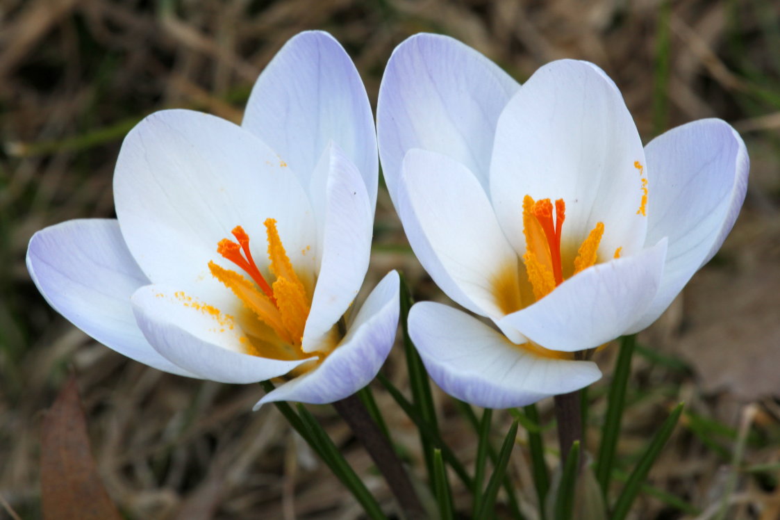 Crocuses chrysanthus 'Blue Pearl'