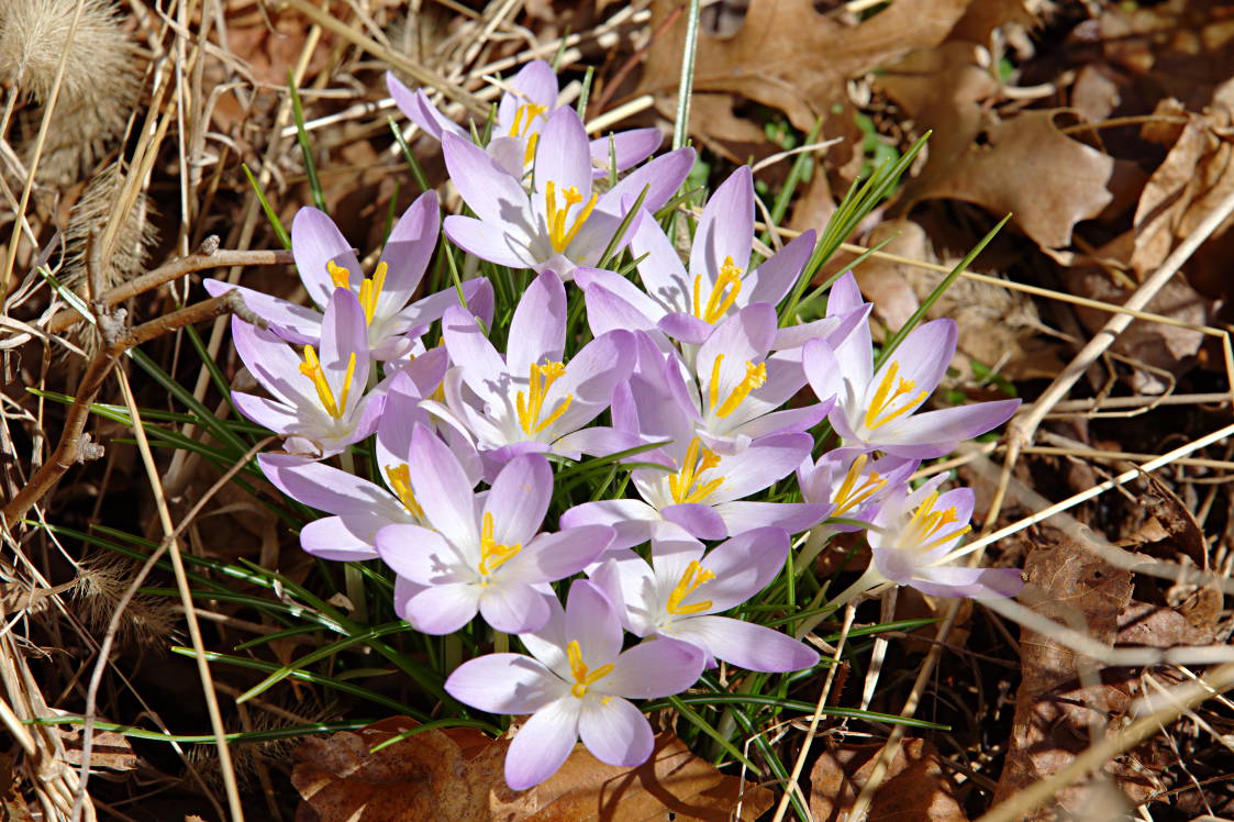 Crocus tommasinianus