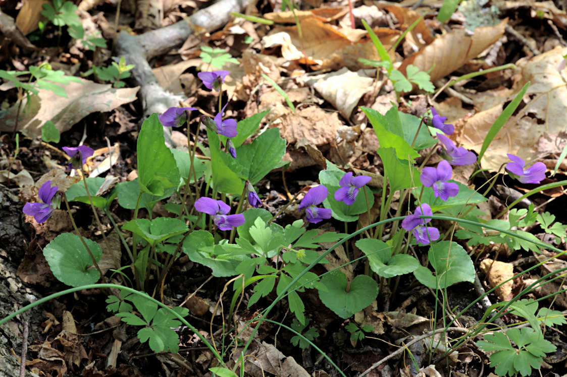 Common Blue Violet