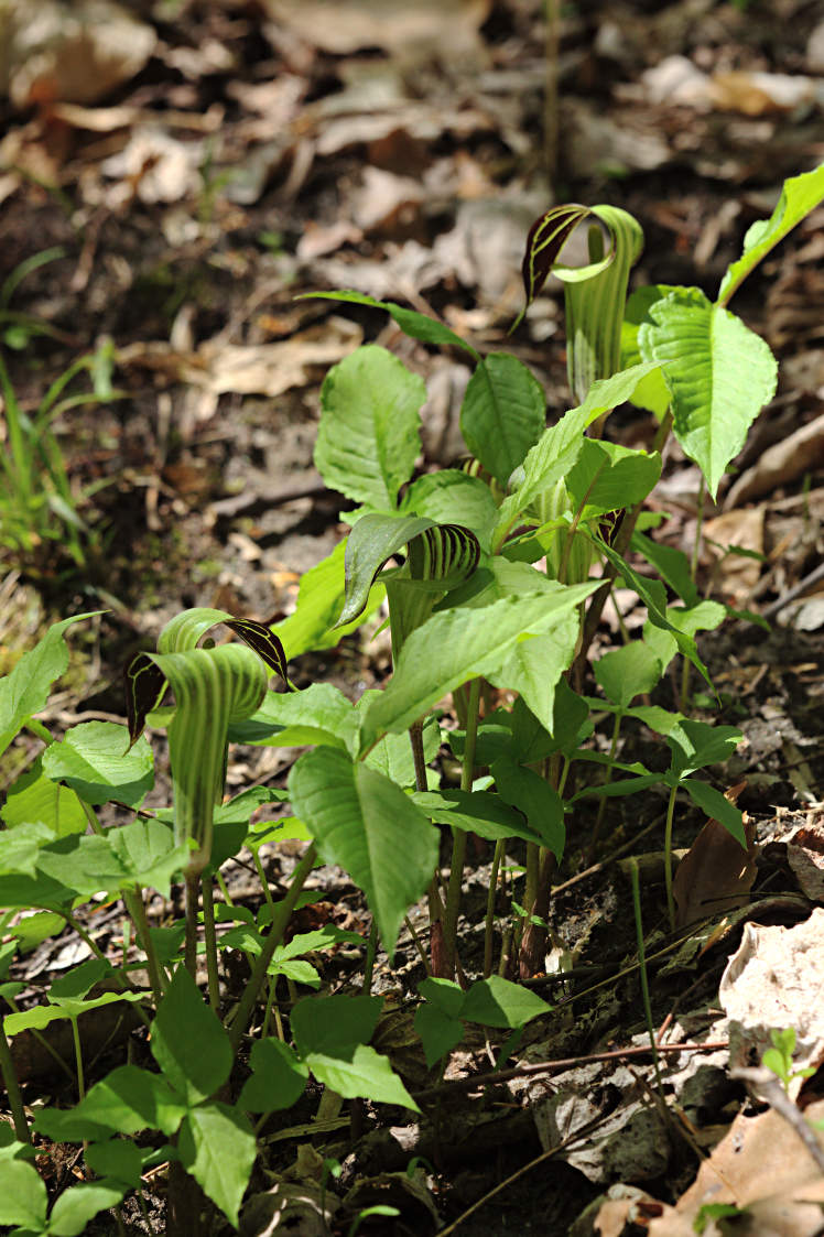 Jack-in-the-Pulpit