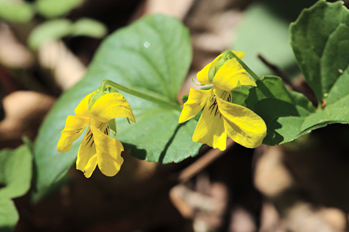 Smooth Yellow Violet