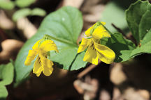 Smooth Yellow Violet