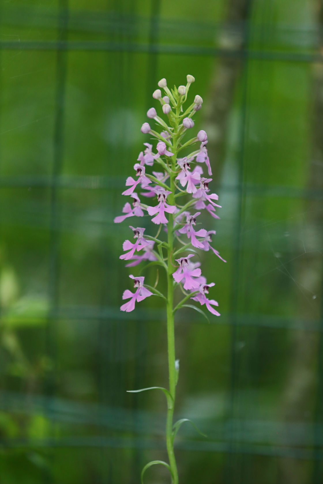 Purple Fringeless Orchid