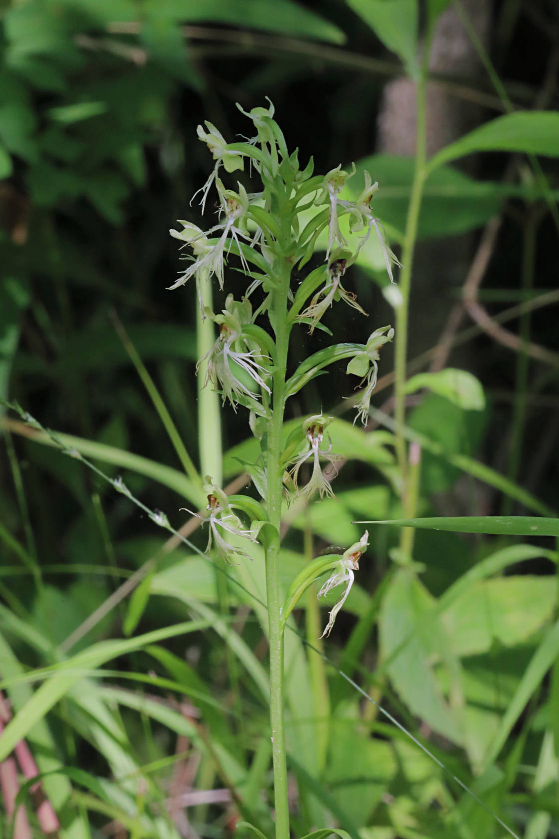 Green Fringed Orchid