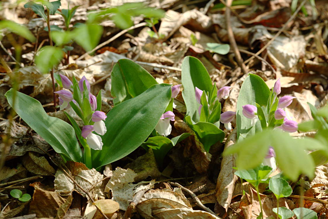 Showy Orchis