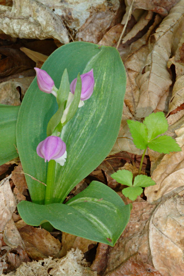 Showy Orchis