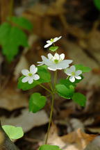 Rue Anemone