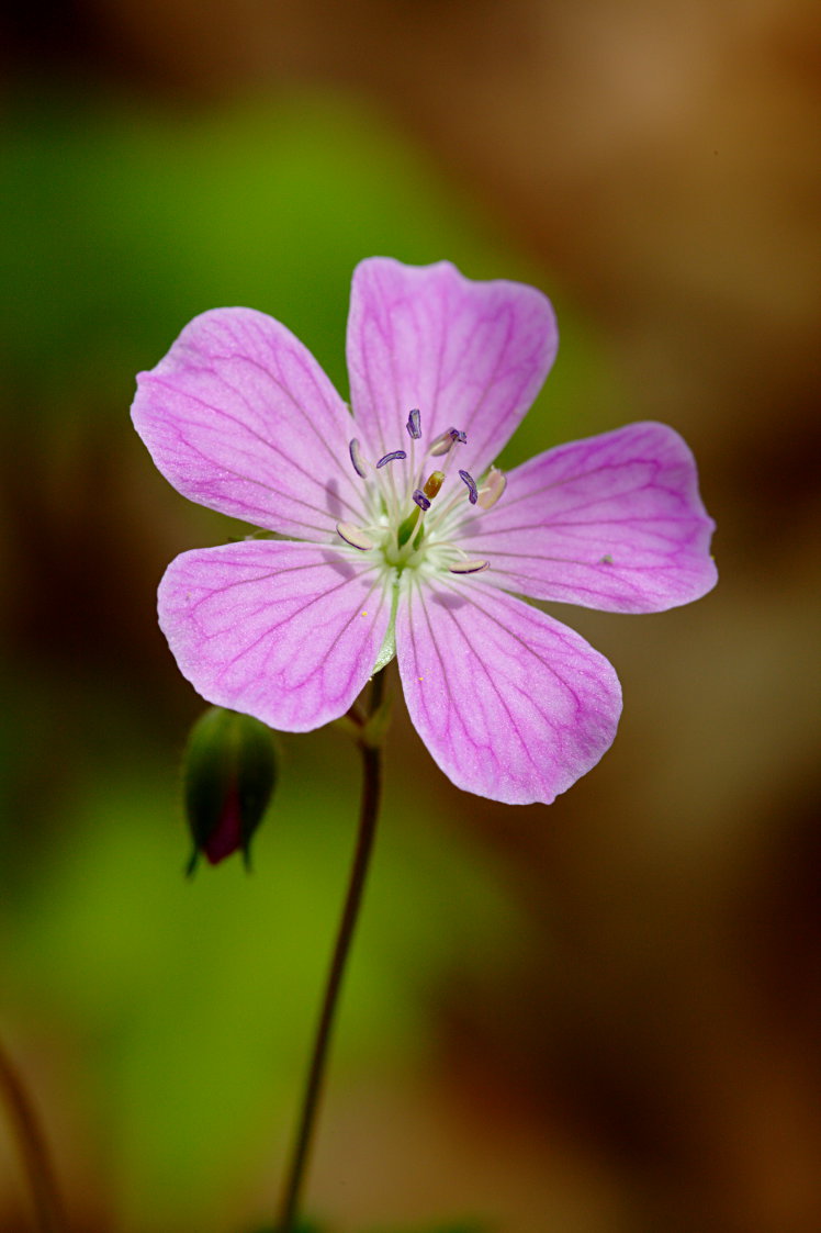 Wild Geranium