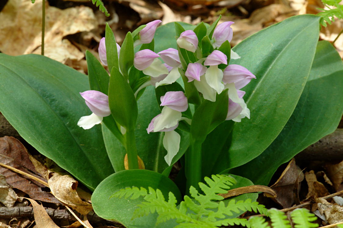 Showy Orchis