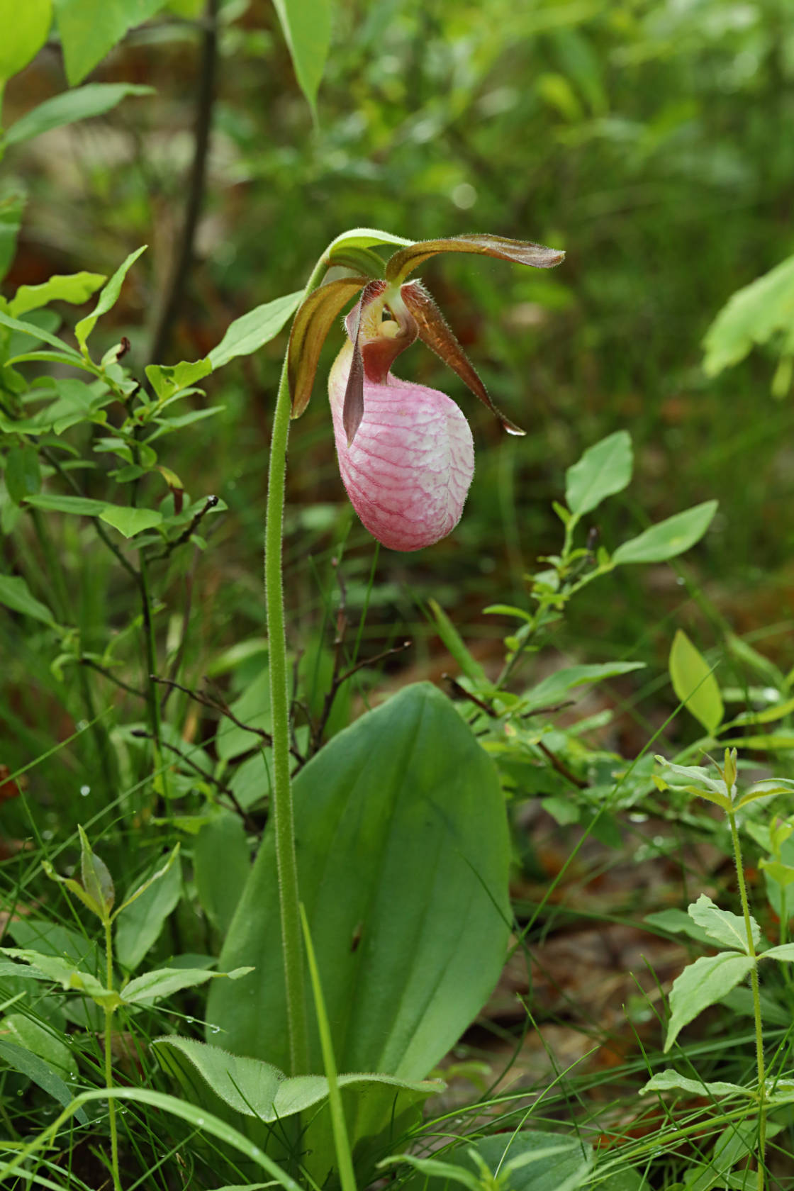 Pink Lady's Slipper