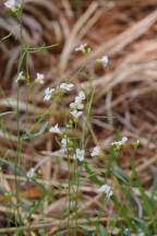 Lyre-Leaved Rock Cress